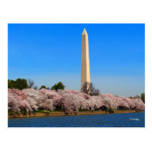 Fleurs de cerisier cartes postales