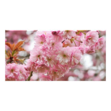 Fleurs de cerisier japonaises carte avec photo