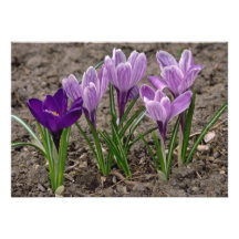 Fleurs de crocus invitations