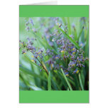Fleurs de Dianella Cartes