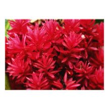 Fleurs de gingembre, fleurs de Porto Rico Cartons D'invitation