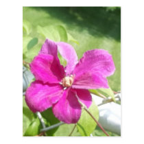 Fleurs de la vigne cartes postales