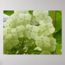 Fleurs de papier posters