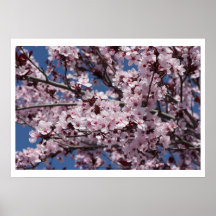Fleurs de prune affiche