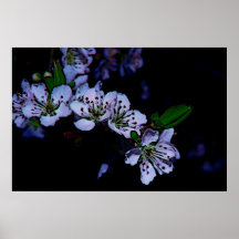 Fleurs de prune dans le jardin de nuit affiches