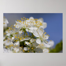 Fleurs de prune affiche