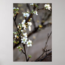 Fleurs de prune posters