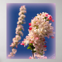 Fleurs de prune se tenant grandes posters