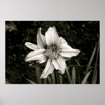 Fleurs de Rangeley Posters