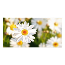 Fleurs de ressort de marguerite cartes avec photo