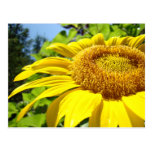 Fleurs de Sun des textes de personnaliser de carte