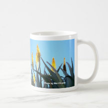 Fleurs de tasse/cactus