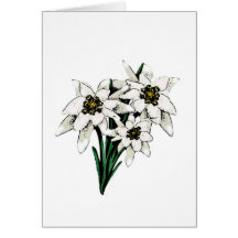 Fleurs d'edelweiss carte de vœux