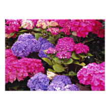 Fleurs d'hortensia invitation