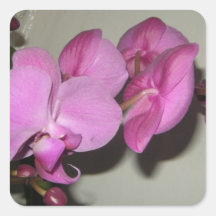 Fleurs	d'orchidée Adhésif