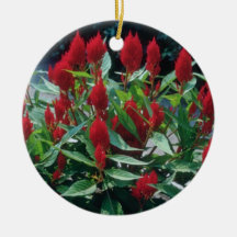 Fleurs emplumées de Celosia (Celosia Argentea) Ornements De Noël