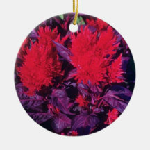 Fleurs emplumées violettes de Celosia (Celosia Arg Décoration Pour Sapin De Noël