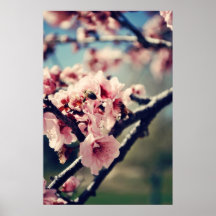 Fleurs et abeille de prune affiche