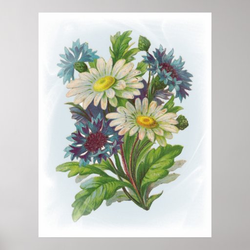 Fleurs et affiche bleues de marguerites
