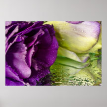 Fleurs et baisses de rosée poster