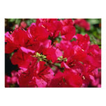 Fleurs fuchsia rouges, forêt tropicale d'EL Yunque Invitation Personnalisée