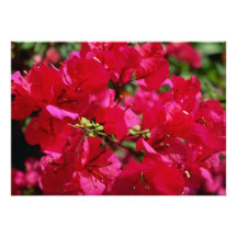 Fleurs fuchsia rouges, forêt tropicale d'EL Yunque Invitation Personnalisée