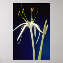 fleurs jaunes de lis d'araignée (littorale de Panc Posters