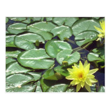 fleurs jaunes de protections de lis cartes postales