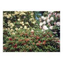 Fleurs jaunes de rhododendrons faire-parts