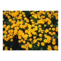 fleurs jaunes jaunes de soucis bristols