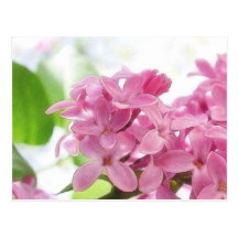 Fleurs lilas à la lumière du soleil de matin cartes postales