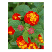 Fleurs lumineuses cartes postales