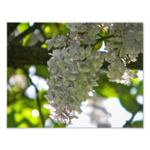 Fleurs Photographies