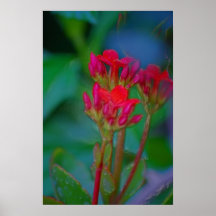 Fleurs Poster