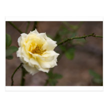 Fleurs pour vous carte postale
