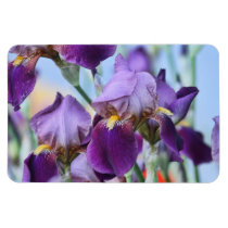 Fleurs pourpres d'iris magnets