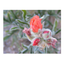 Fleurs roses de fleur sauvage carte postale