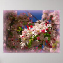 Fleurs roses de prune affiches