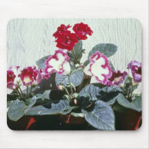 Fleurs roses de Speciosa de Sinningia (Gloxinia de Tapis De Souris