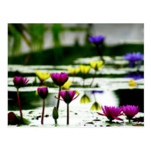 Fleurs roses, jaunes, bleues de protection de lis cartes postales