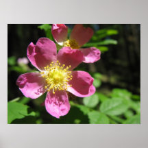 Fleurs roses posters