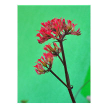 Fleurs rouges invitations personnalisées