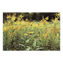 Fleurs sauvages photo sur toile