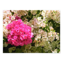 Fleurs Tirage Photo