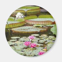 fleurs tropicales aimants