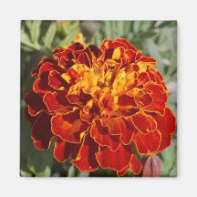 fleurs tropicales magnets
