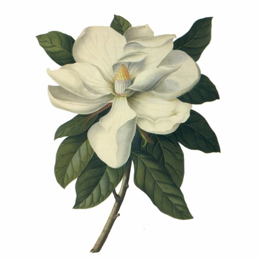 Fleurs vintages, fleur blanche de floraison de mag photo en découpe