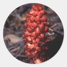 Flora - Wilde Tubulair - het Plant van de Sneeuw - Stickers