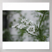 Floraison