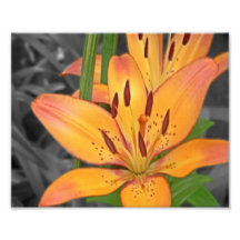 FlowerVI Photographes